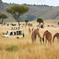 Catch a Glimpse of African Wonders